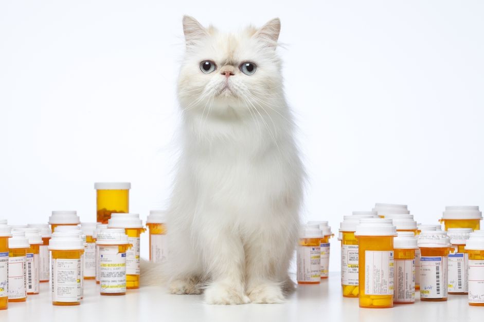 Använda Pimobendan (Vetmedin) för katter med hjärtsvikt