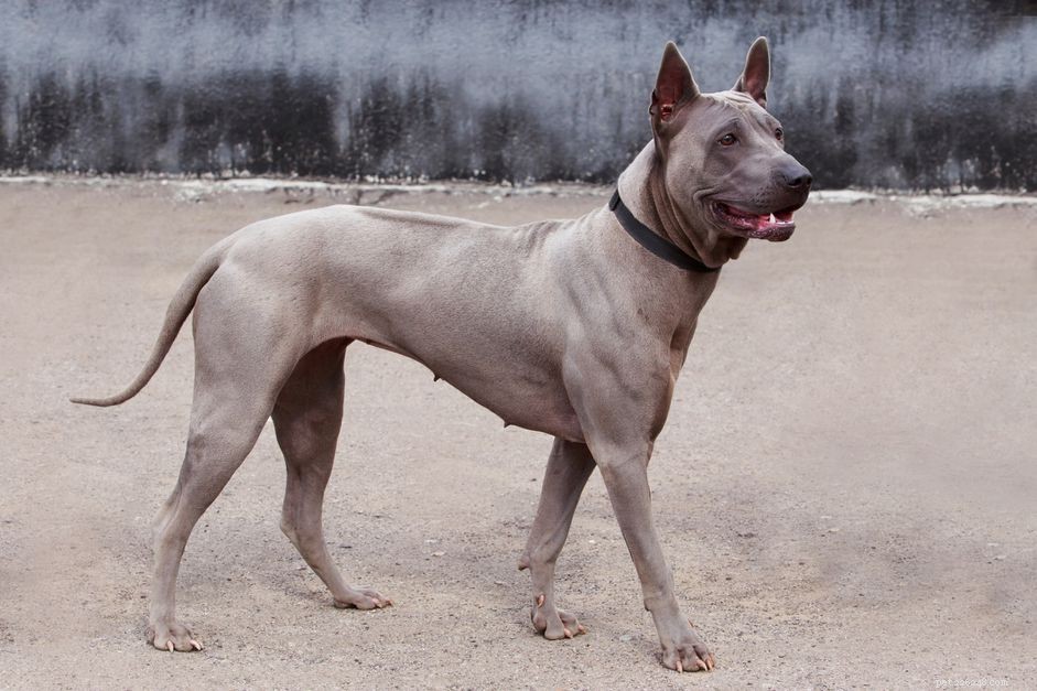 Тайский риджбек:характеристики породы собак и уход за ними