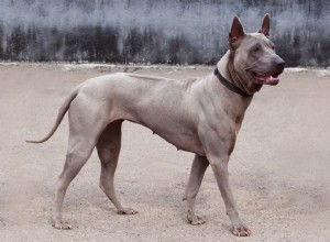 Thai Ridgeback:características e cuidados da raça do cão