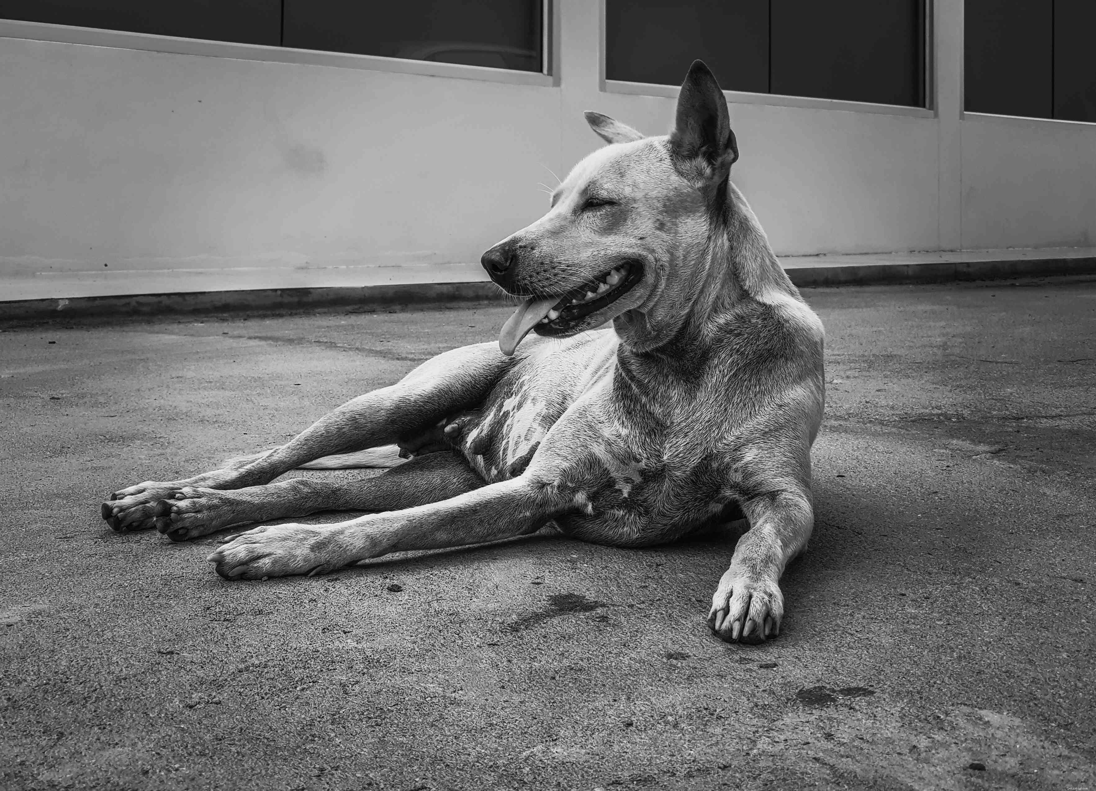 Thajský ridgeback:Charakteristika a péče o plemeno psa