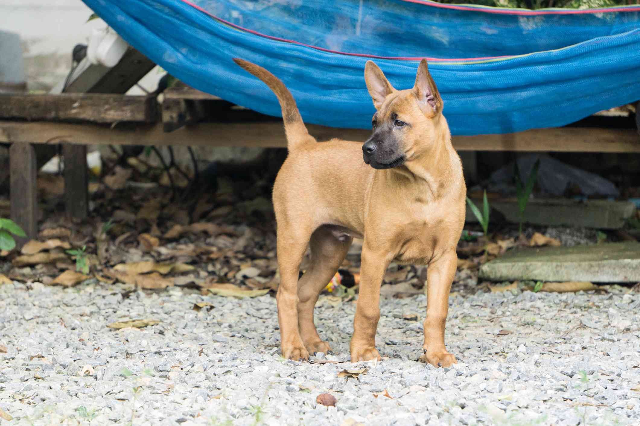 태국 리지백:개 품종 특성 및 관리