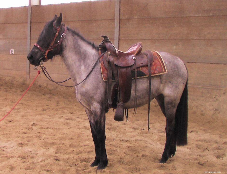 Kentucky Mountain Saddle Horse:profilo della razza