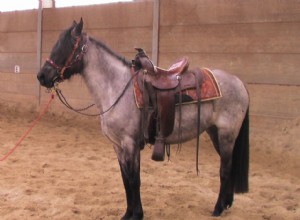 Kentucky Mountain Saddle Horse:perfil da raça