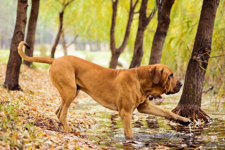 Fila Brasileiro (brasiliansk mastiff):Rasprofil