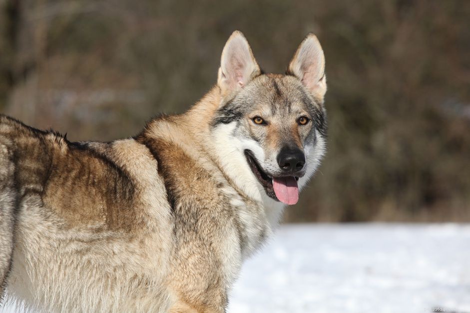 Vlcak tchécoslovaque (chien-loup tchèque) :caractéristiques et soins de la race de chien