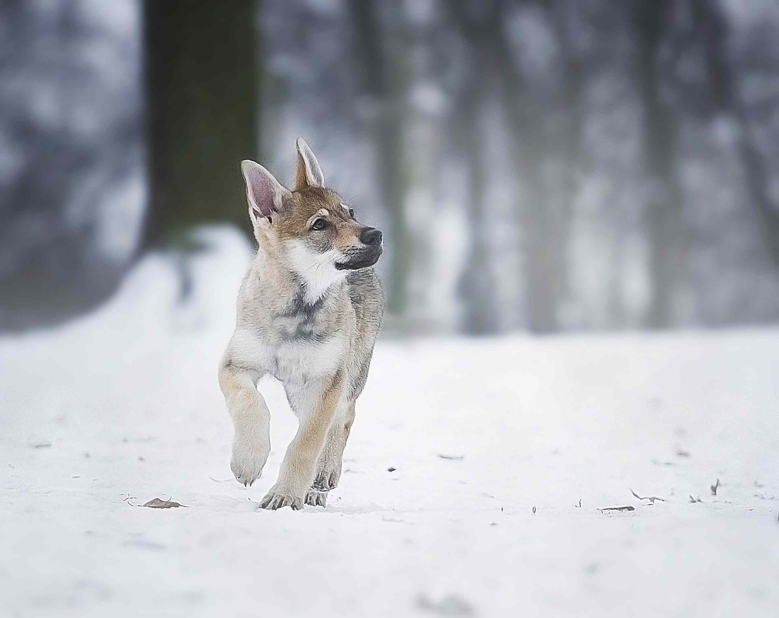 Czechoslovakian Vlcak（Czech Wolfdog）：犬の品種の特徴とケア 
