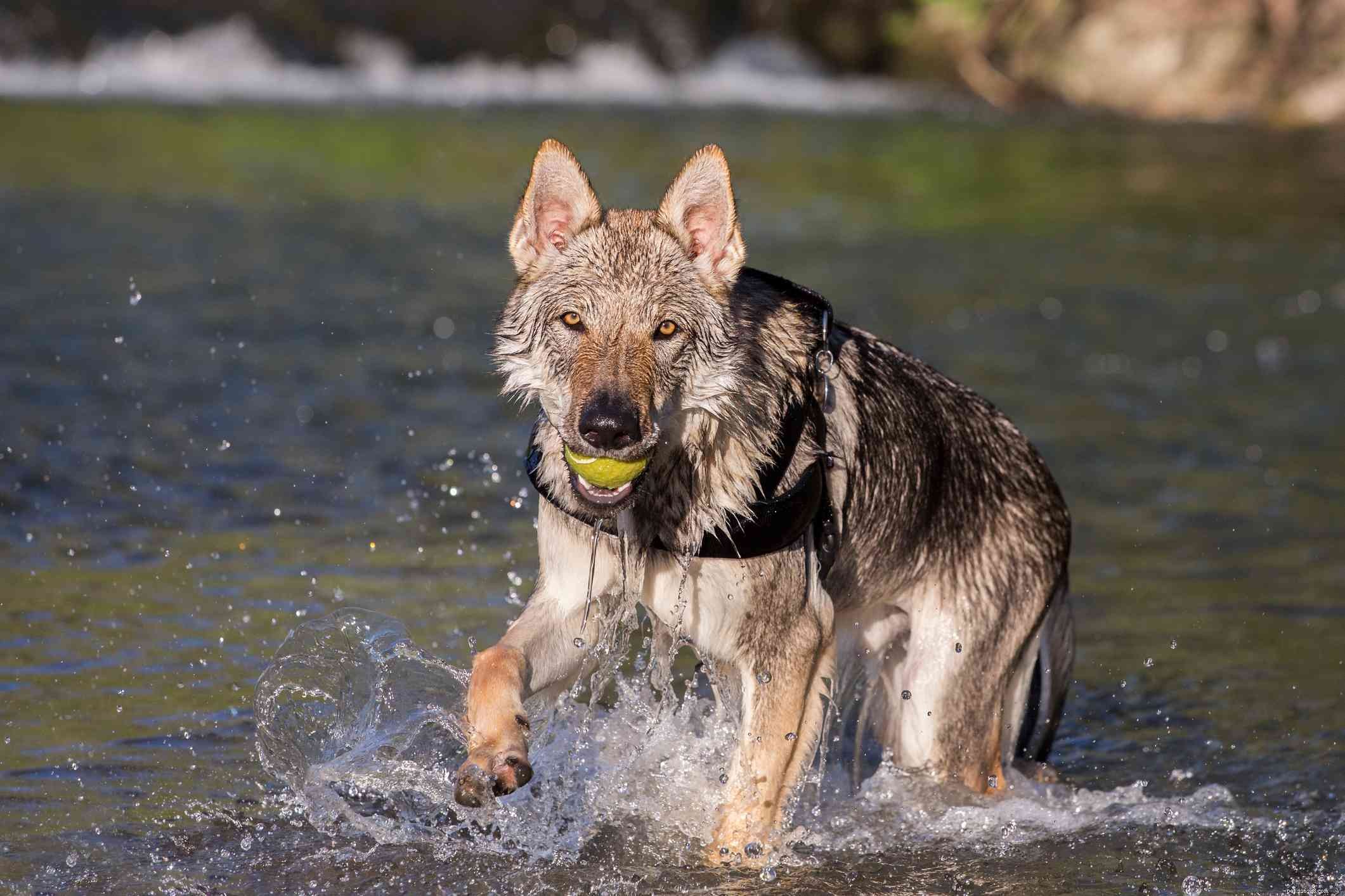Чехословацкий влчак (чешская волчья собака):характеристики породы собак и уход за ними