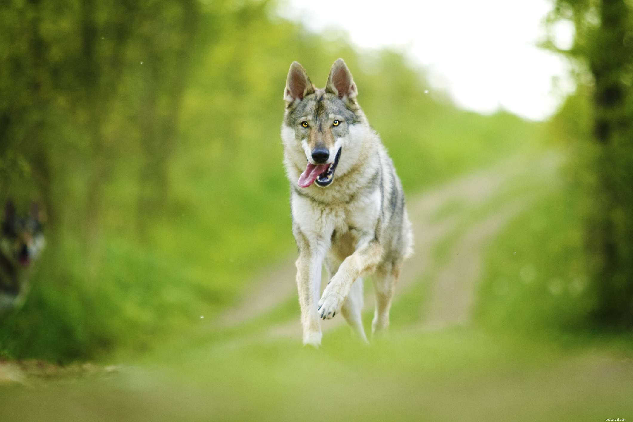체코슬로바키아 블락(체코 울프독):개 품종 특성 및 관리
