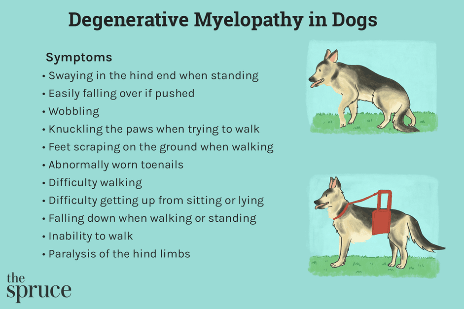 Myélopathie dégénérative chez le chien
