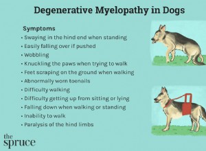 Degenerativní myelopatie u psů