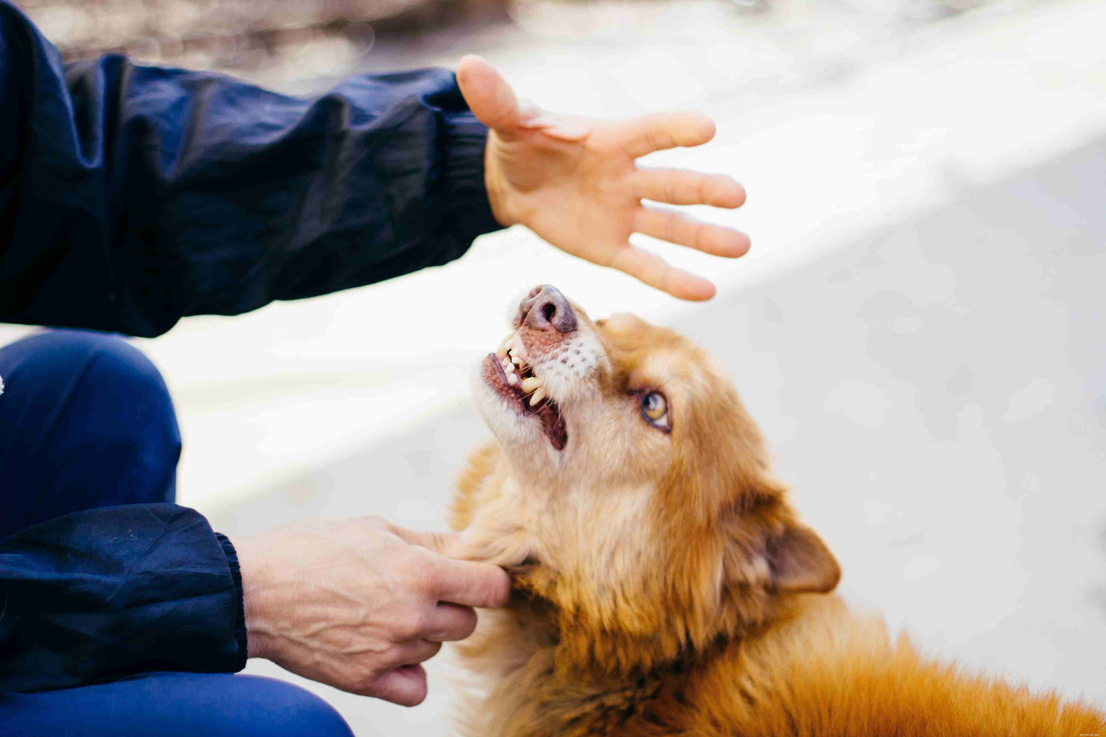 10 dingen die mensen doen waar honden niet tegen kunnen
