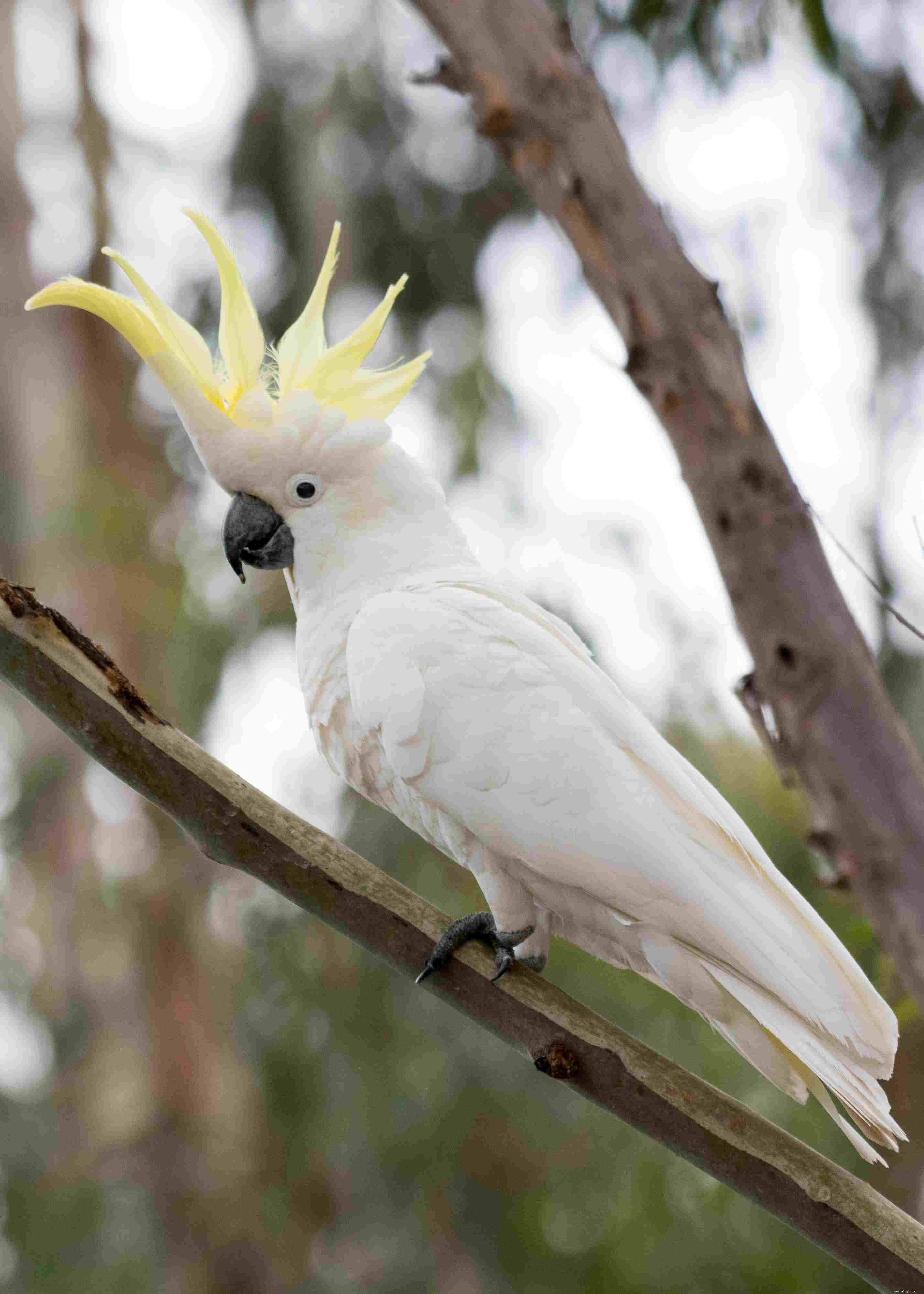 10 nejlepších druhů kakadu pro domácí mazlíčky