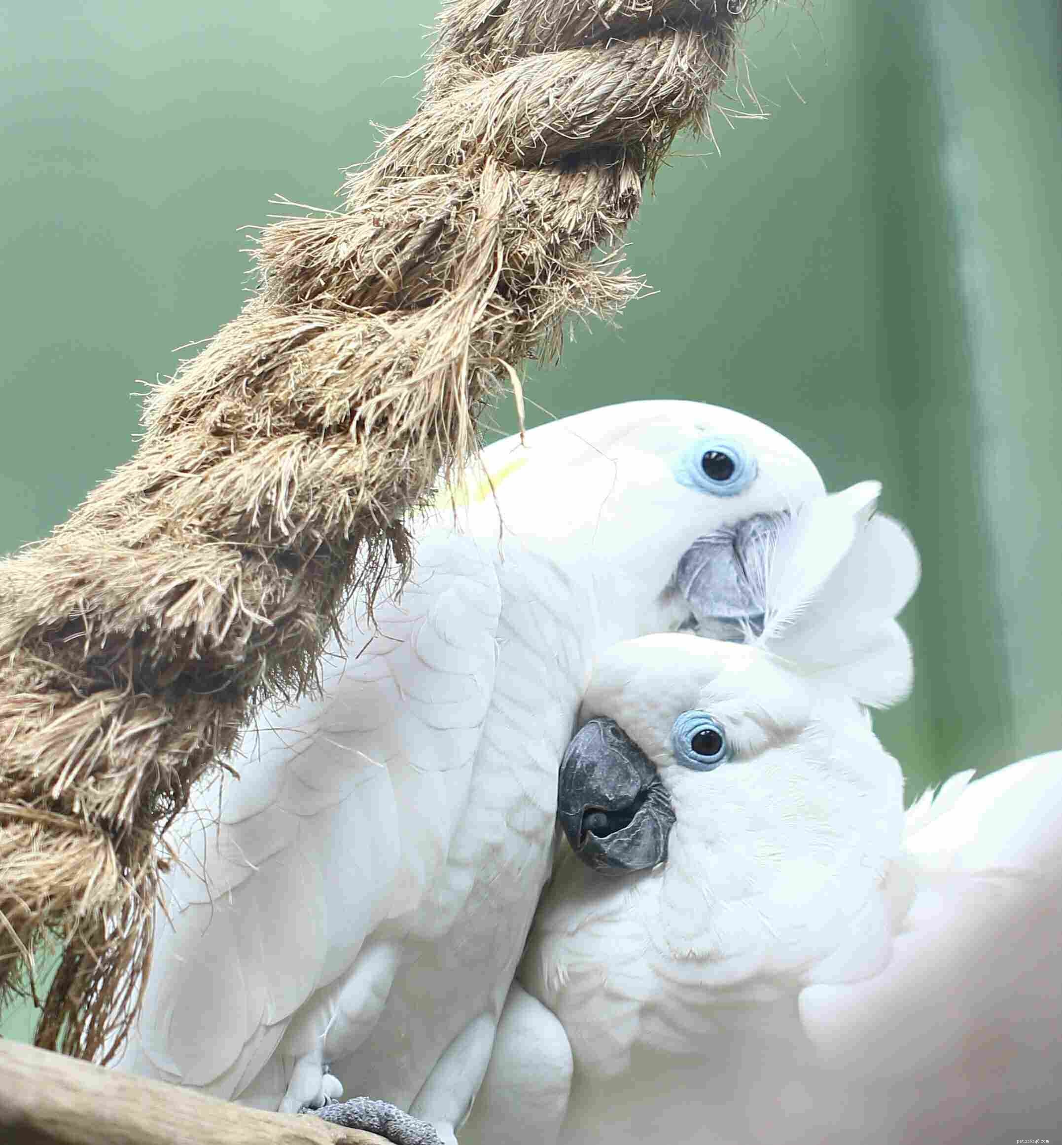 10 nejlepších druhů kakadu pro domácí mazlíčky