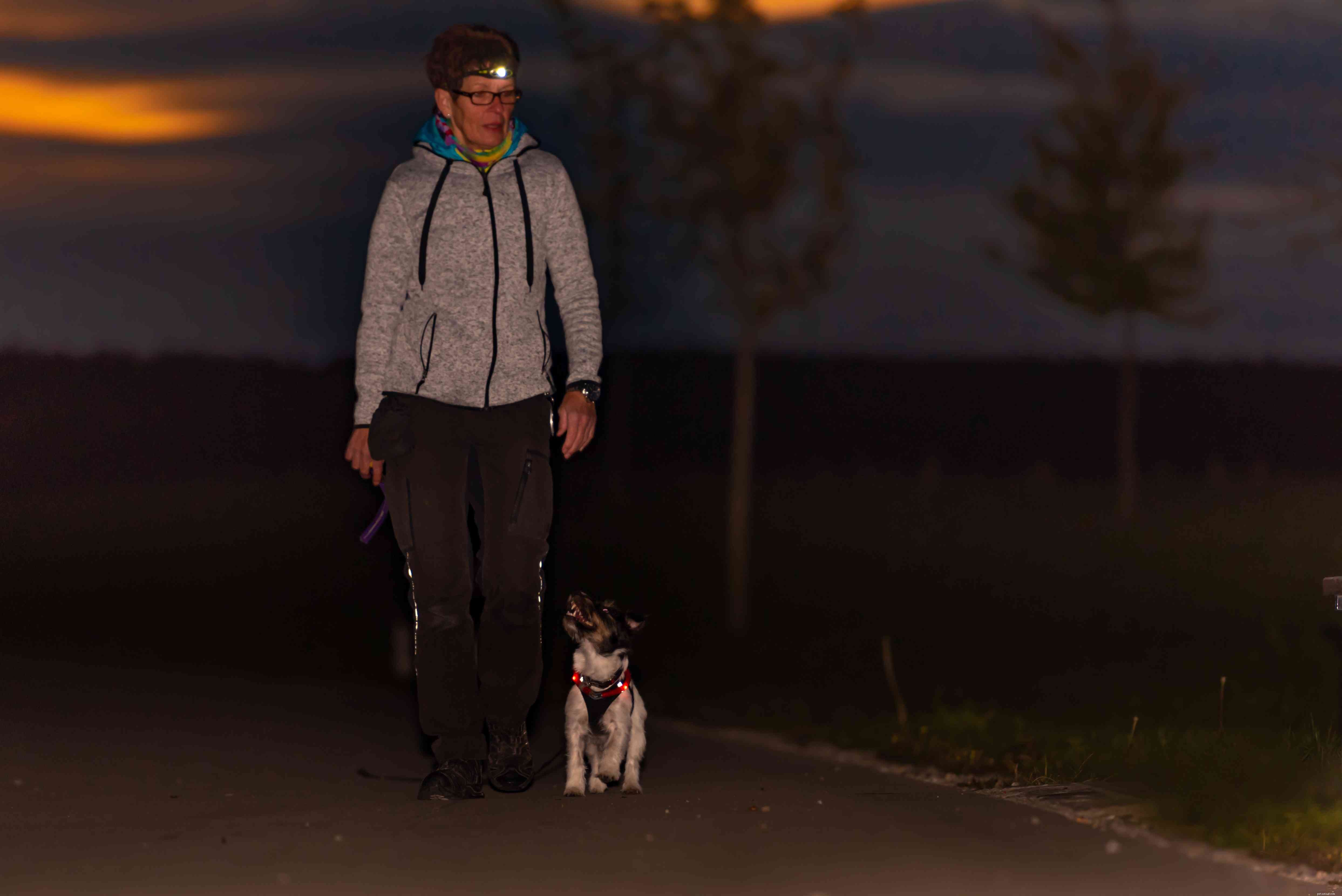 暗い冬の散歩であなたの犬を安全に保つための7つの役立つ方法 