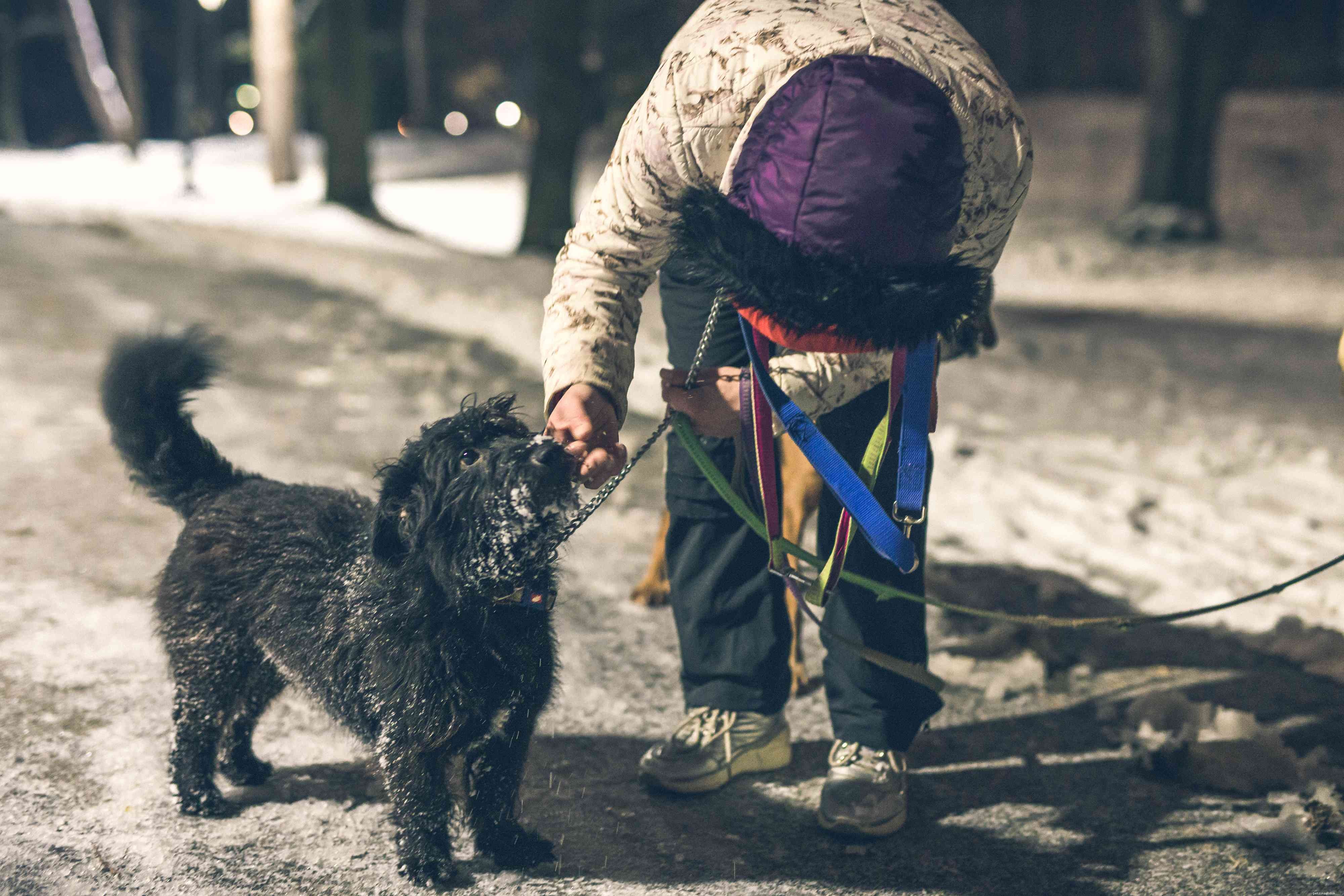 7 användbara sätt att hålla din hund säker på mörka vinterpromenader