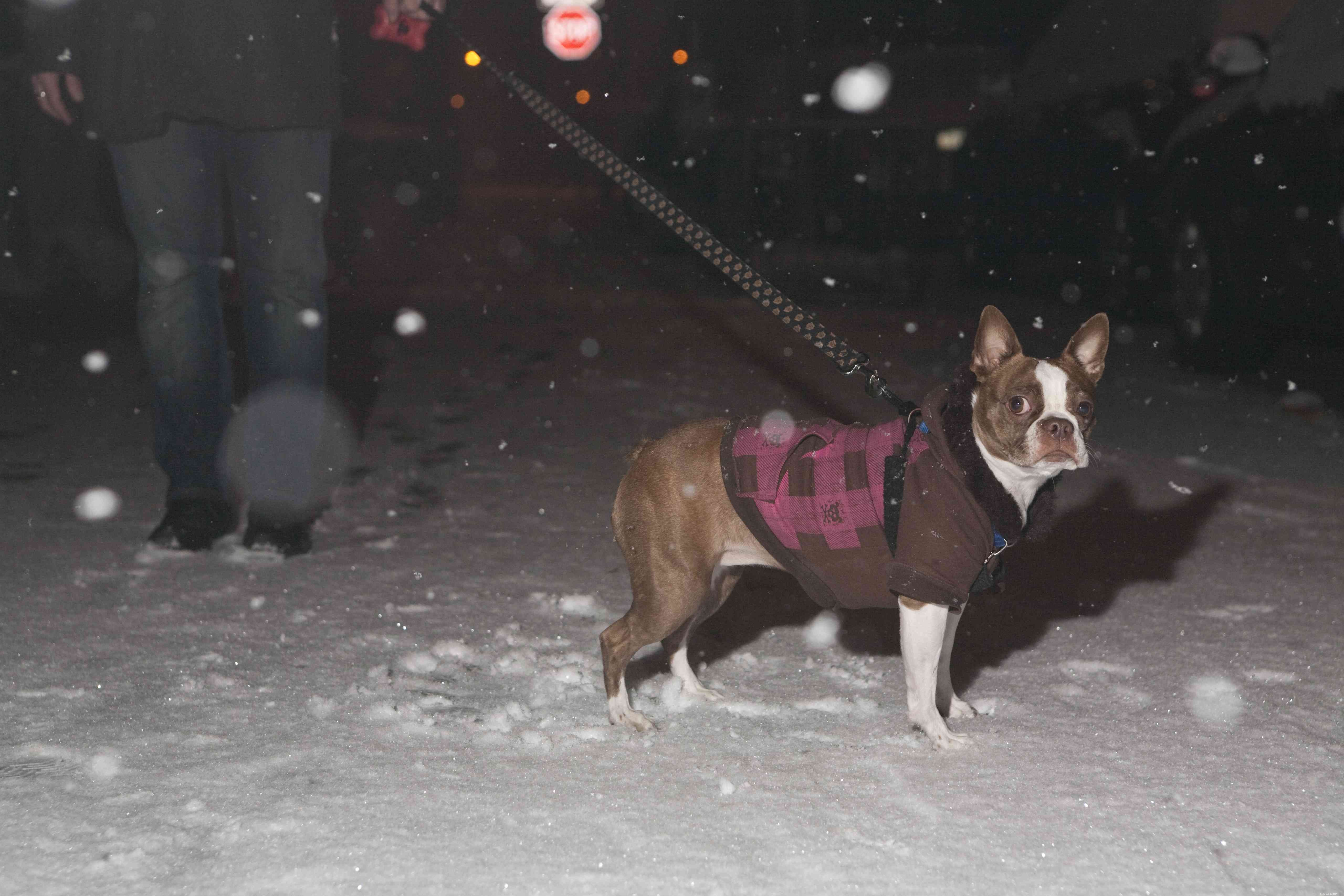 7 användbara sätt att hålla din hund säker på mörka vinterpromenader