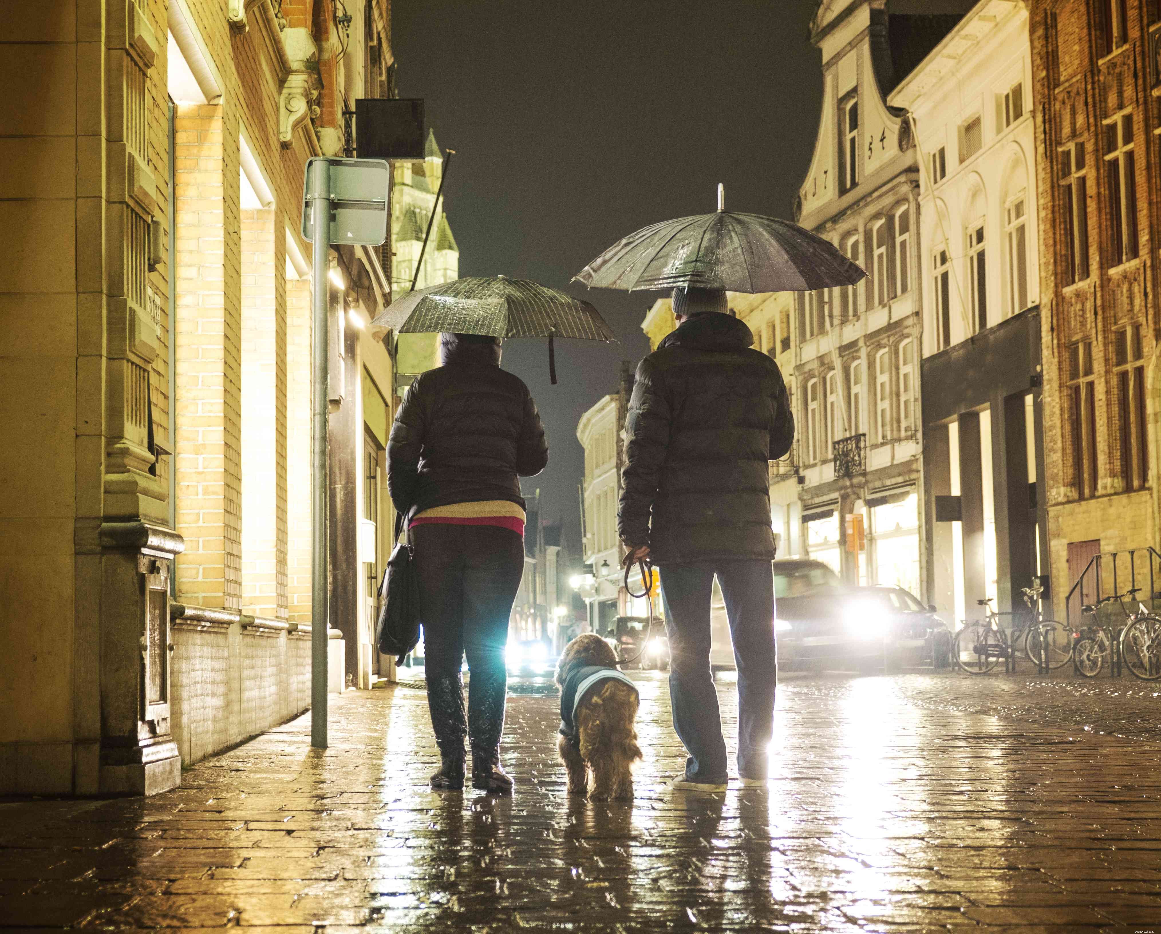 7 modi utili per proteggere il tuo cane durante le buie passeggiate invernali