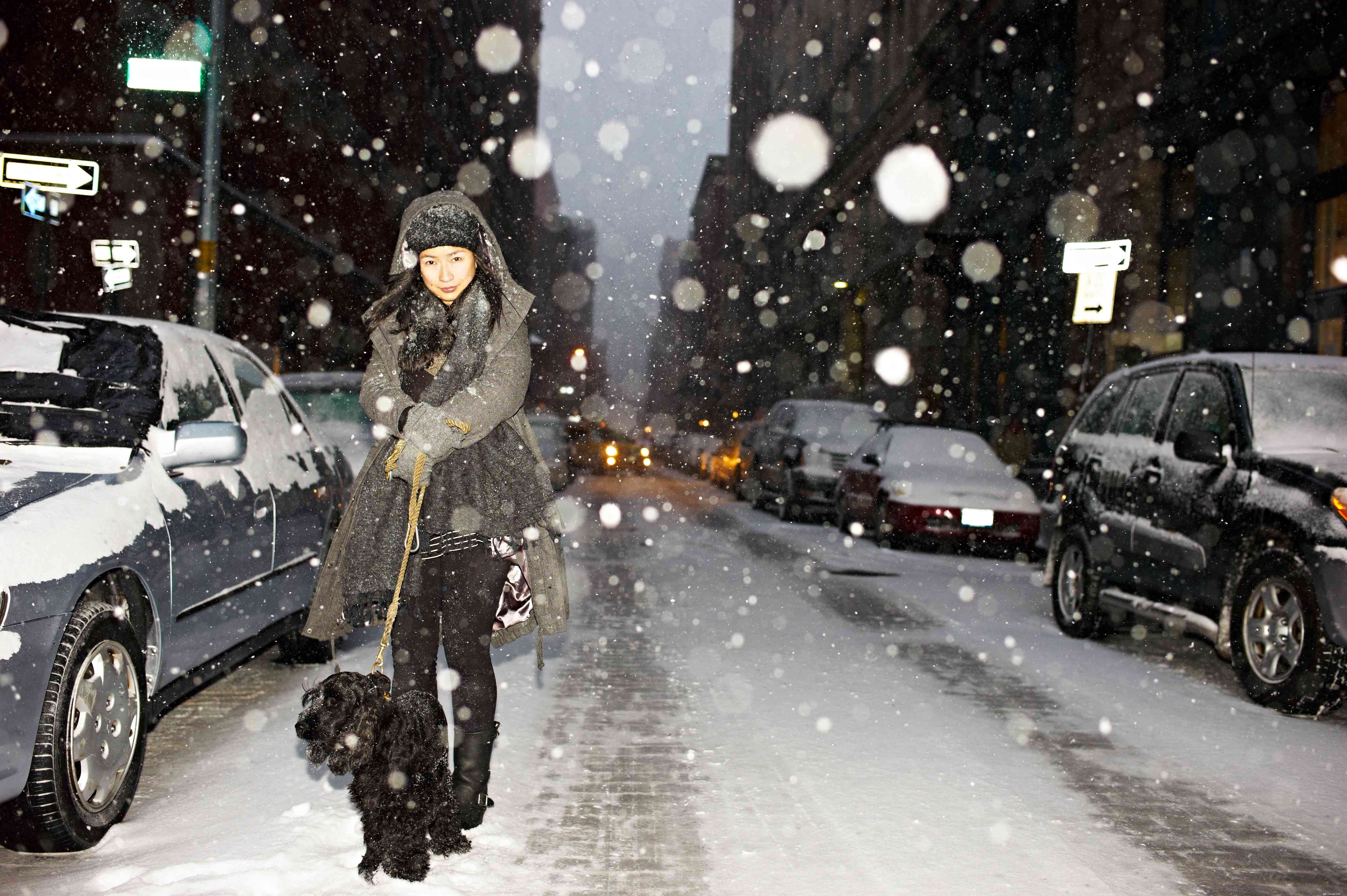 어두운 겨울 산책에서 반려견을 안전하게 보호하는 7가지 유용한 방법