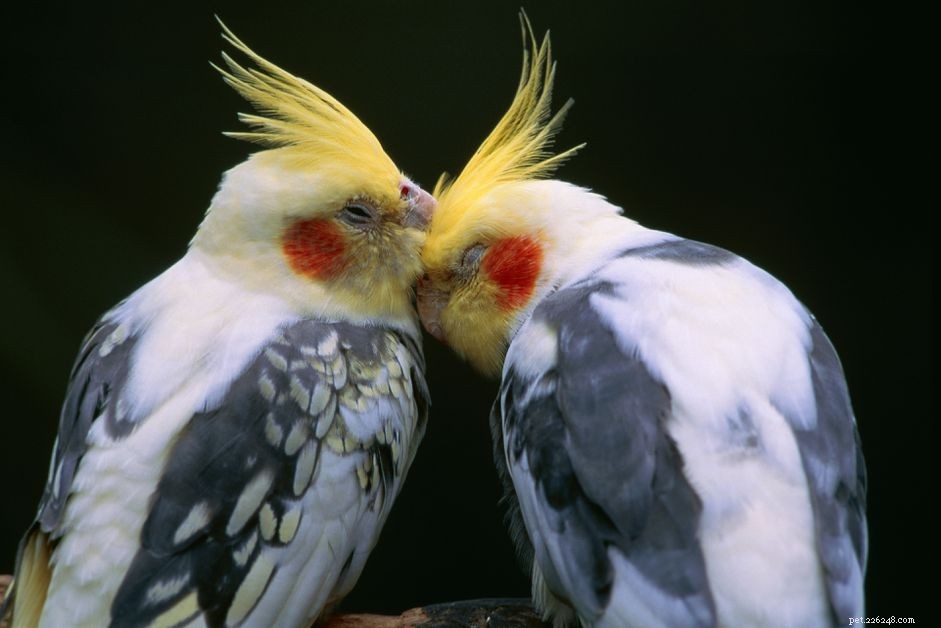 Основы разведения попугаев