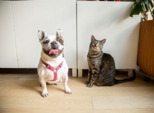 고양이가 개보다 더 나은 애완동물이 되는 10가지 이유