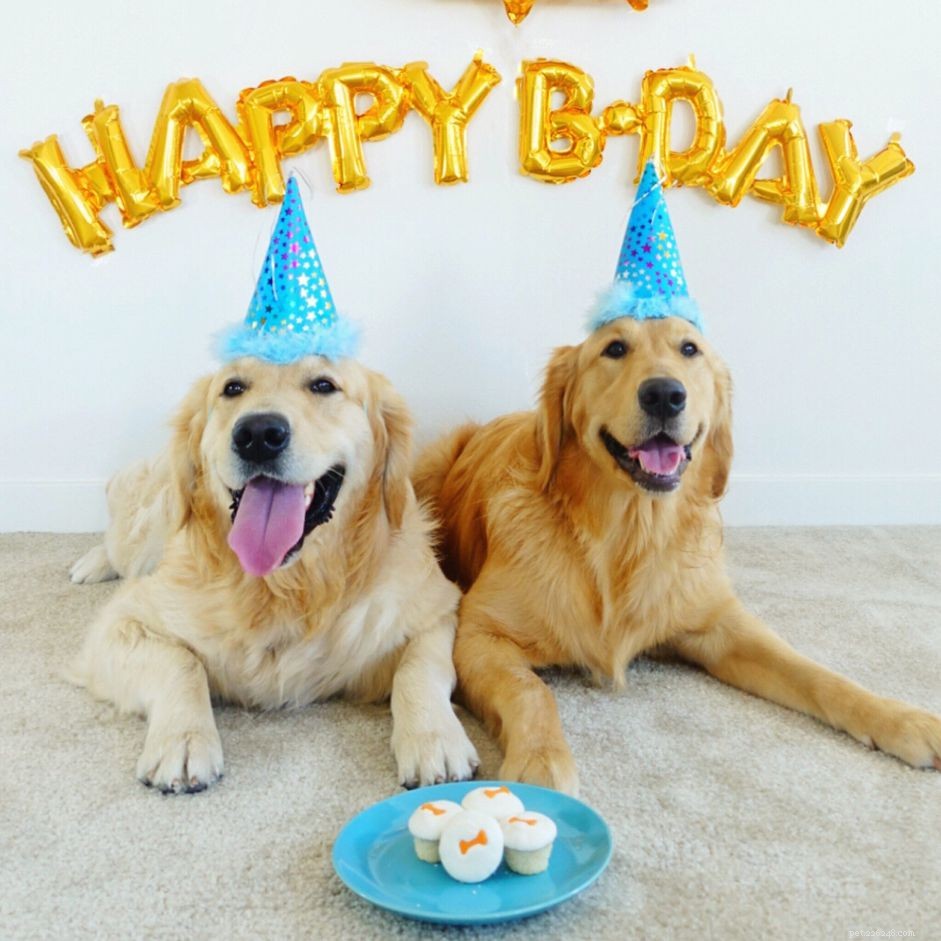10 manieren om de verjaardag van uw hond te vieren