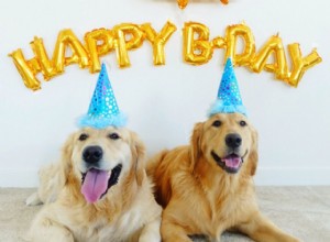 10 maneiras de comemorar o aniversário do seu cachorro