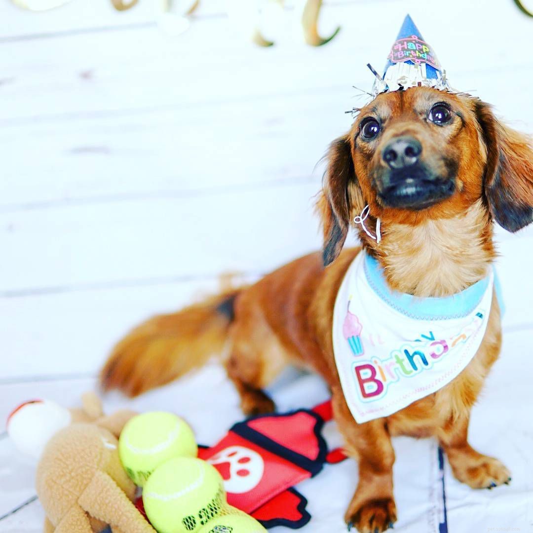 강아지의 생일을 축하하는 10가지 방법