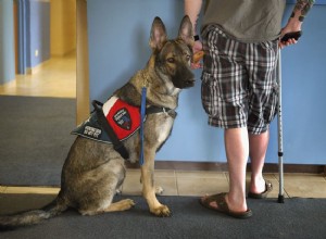 Tudo o que você precisa saber sobre cães de serviço e assistência