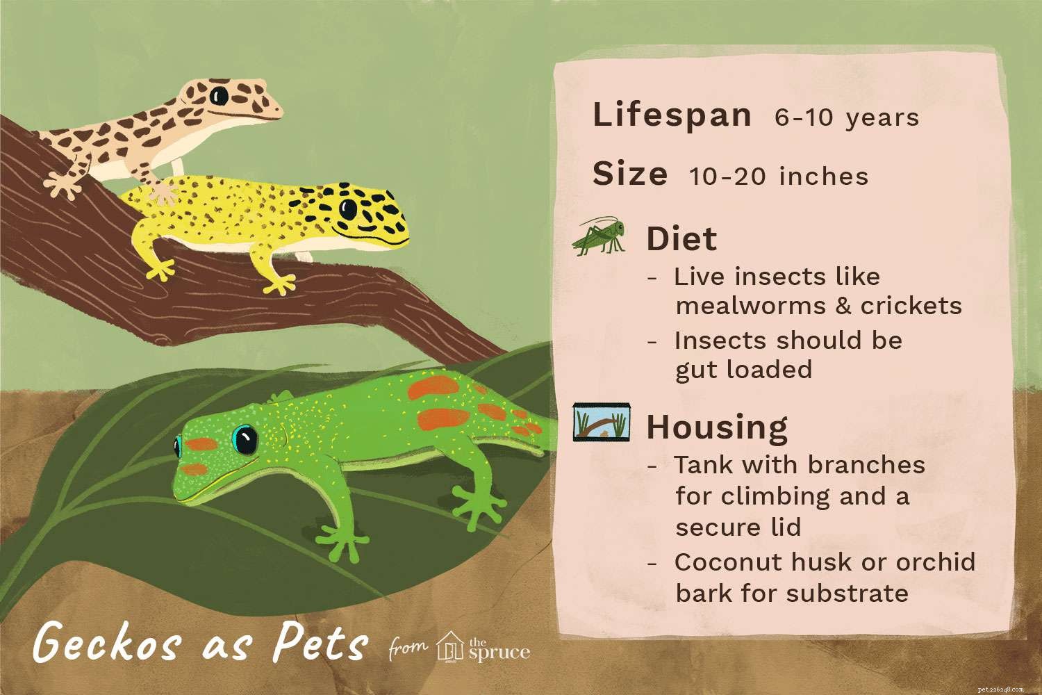 En guide till husdjursgeckos