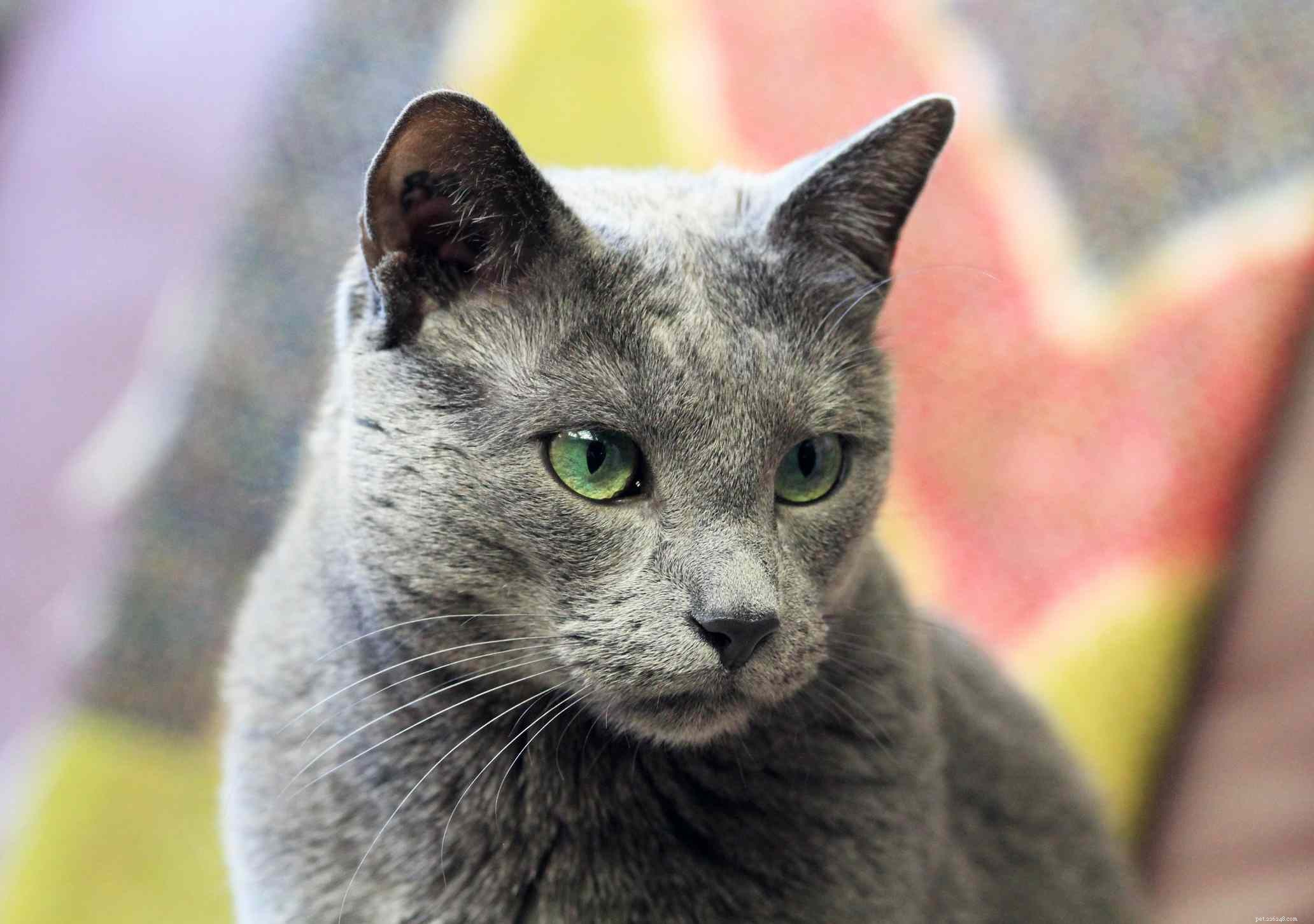 10 races de chats qui ont un pelage bleu