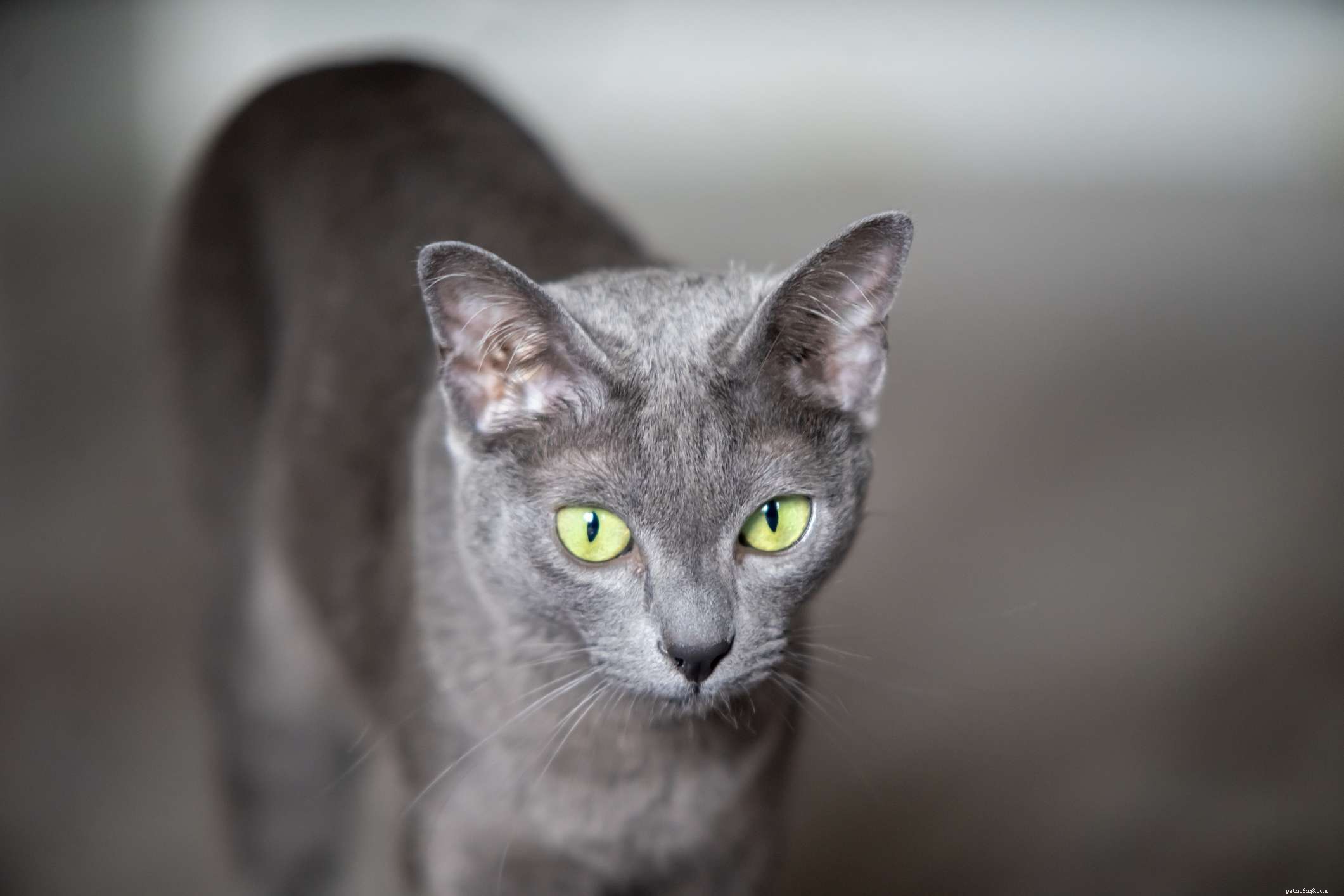 10 races de chats qui ont un pelage bleu