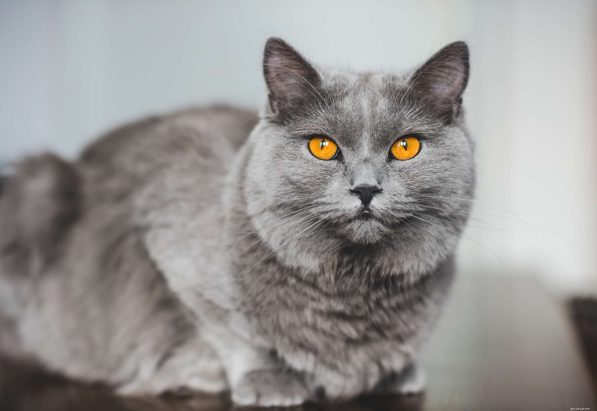 10 raças de gatos que têm pelagem azul