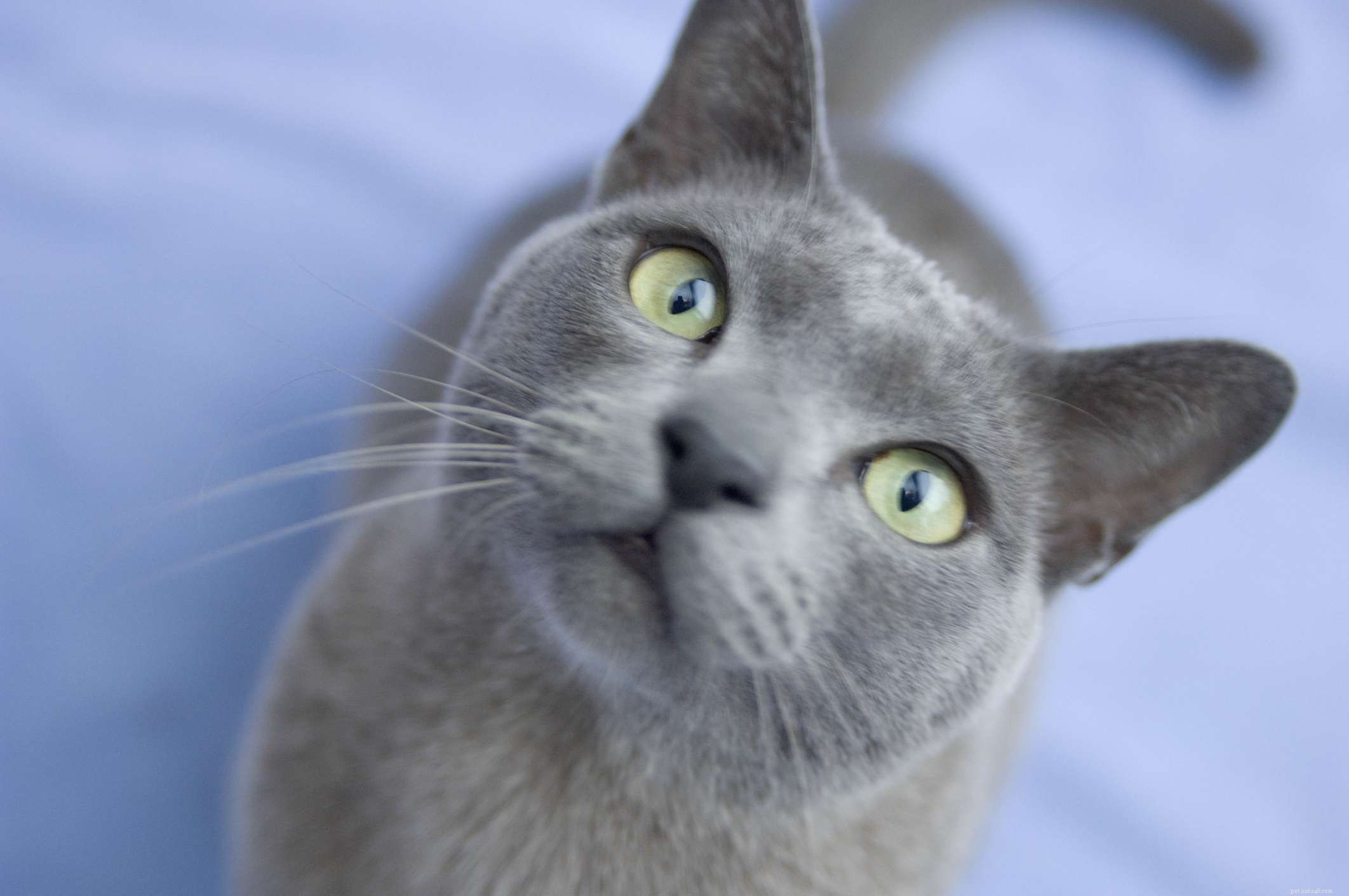 10 razze di gatti con mantelli di colore blu