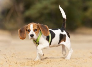 Хромота у собак - причины и лечение хромоты у собак