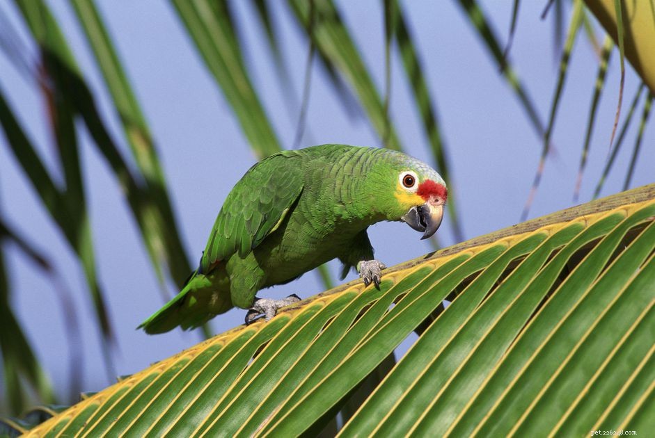 Красный амазонский попугай:профиль видов птиц