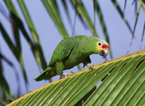 Papagaio da Amazônia:perfil da espécie de pássaro