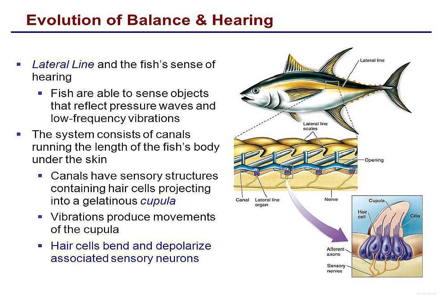 Nage, équilibre, oxygène et consommation alimentaire chez les poissons