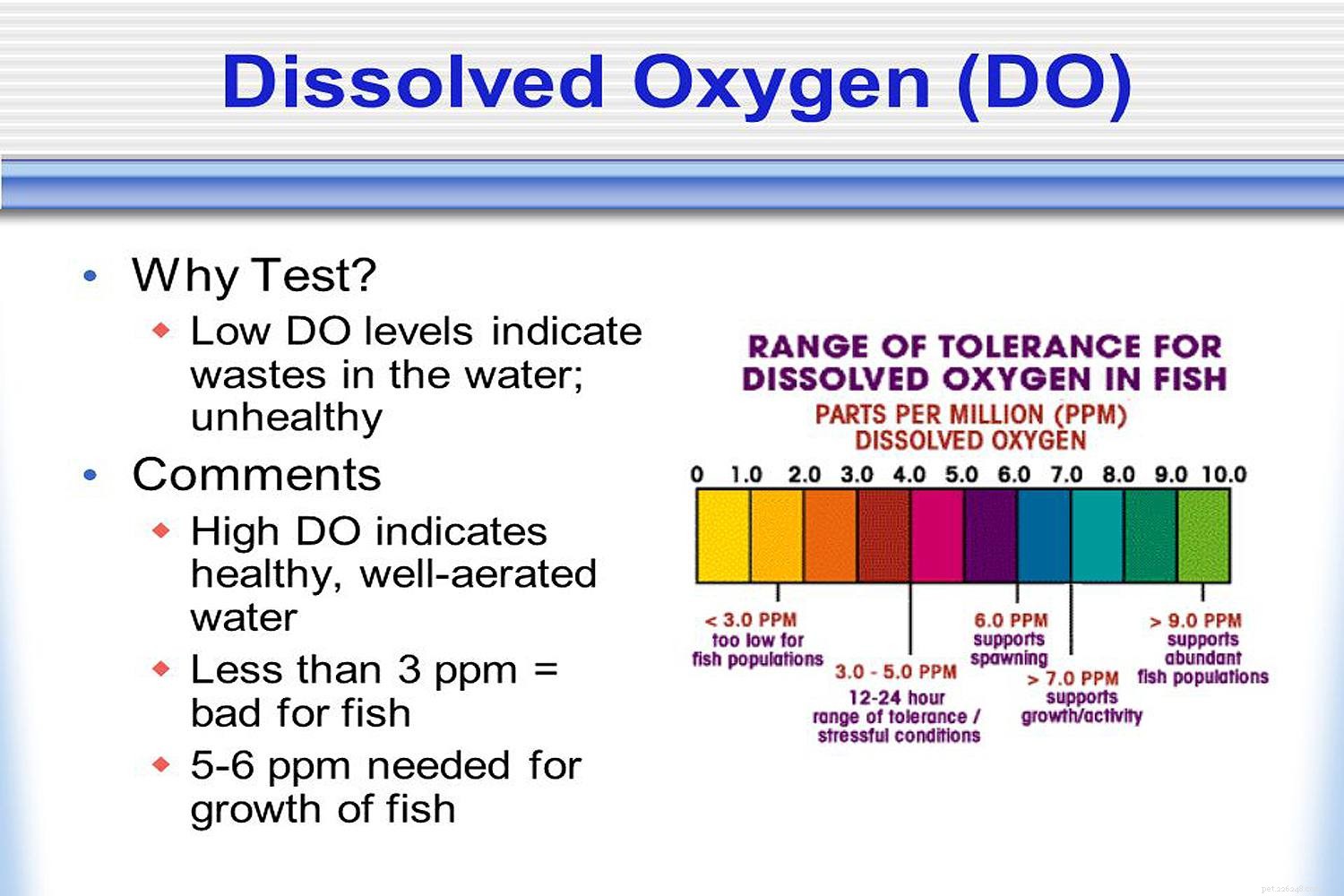 Nuoto, equilibrio, ossigeno e consumo di cibo nel pesce
