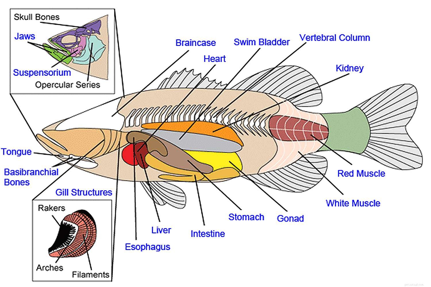 L anatomia del pesce