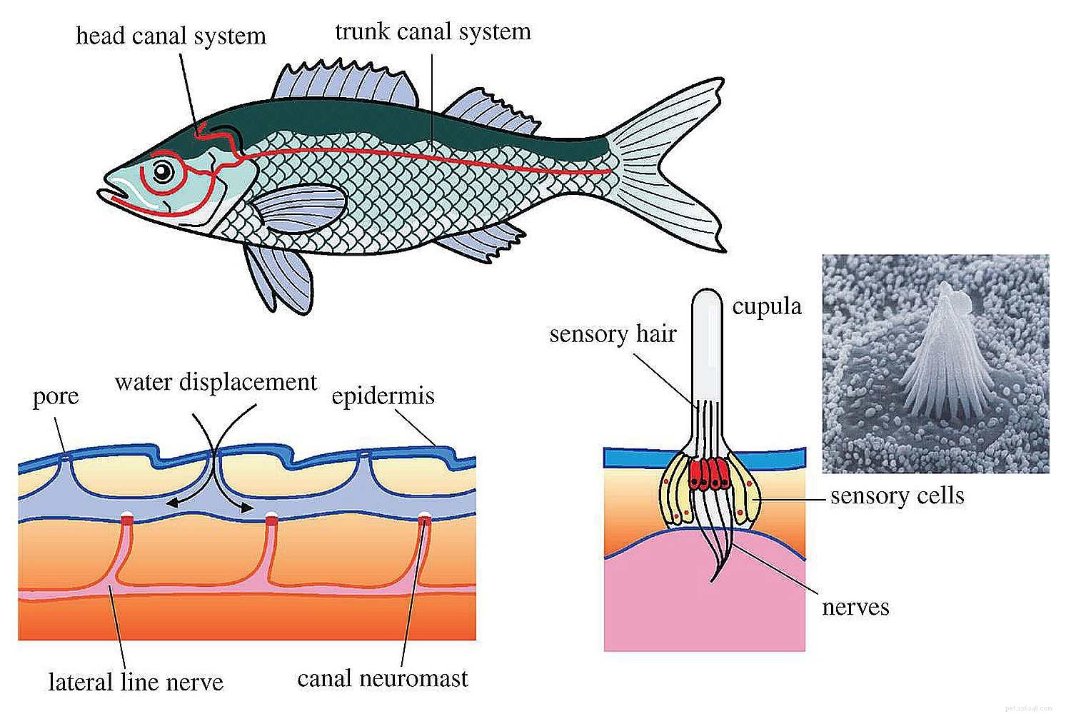 A anatomia dos peixes