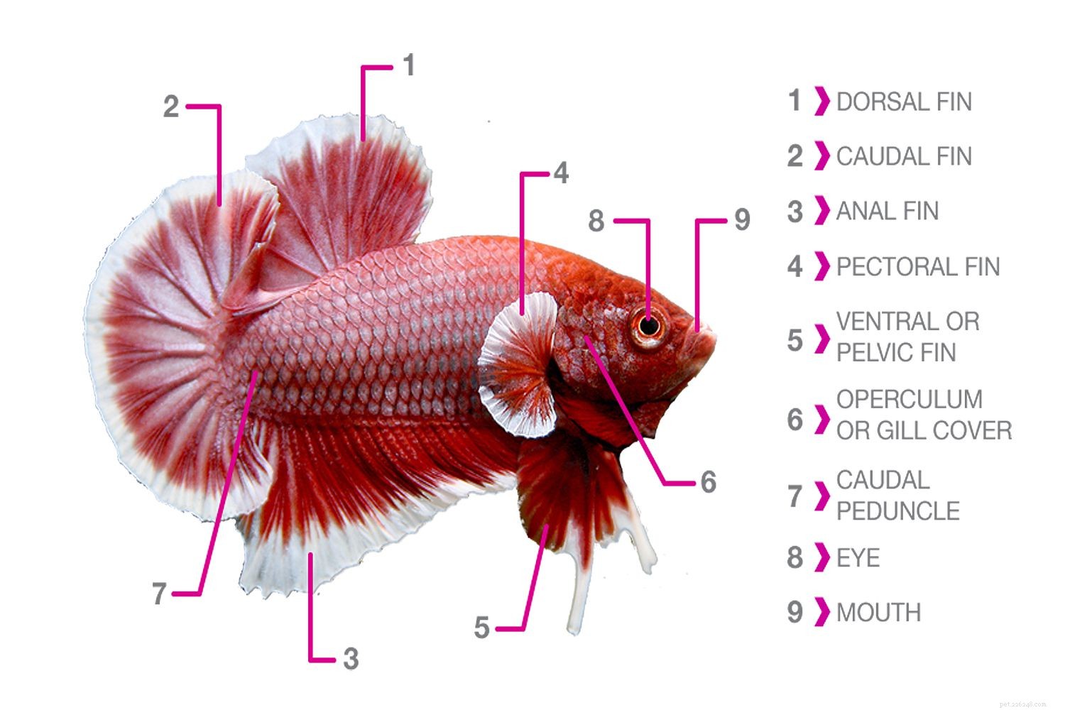 L anatomie du poisson 