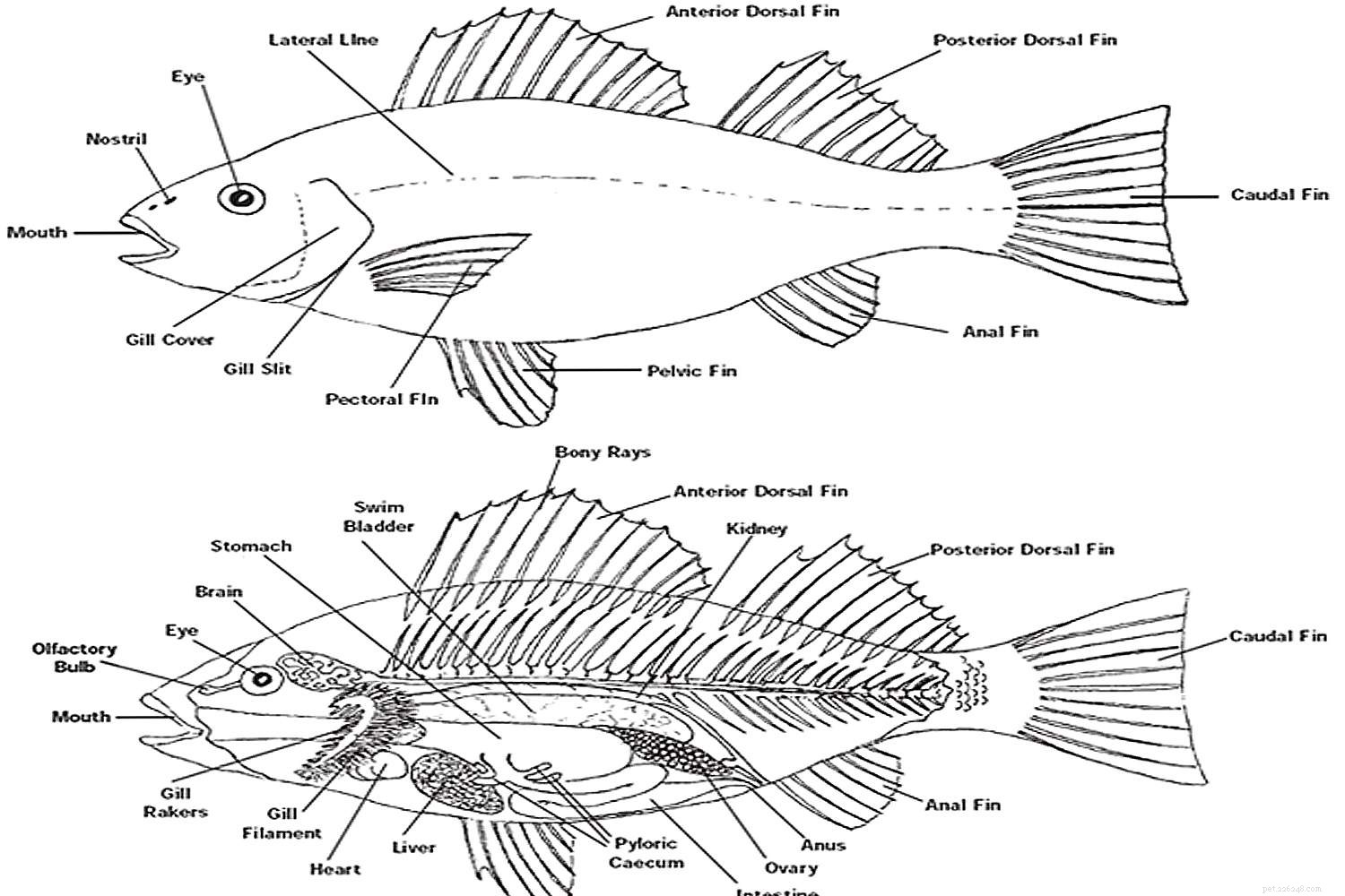 De anatomie van vissen