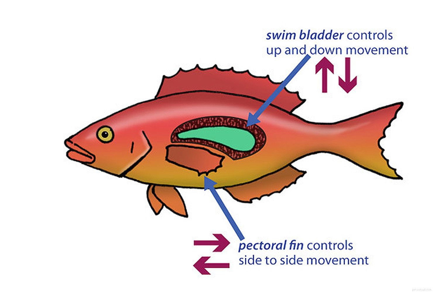 De anatomie van vissen