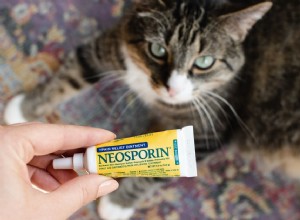 ネオスポリンは猫にとって安全ですか？ 