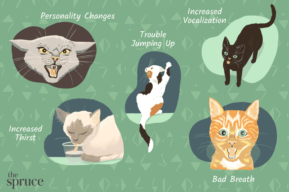 18 signes que votre chat est malade