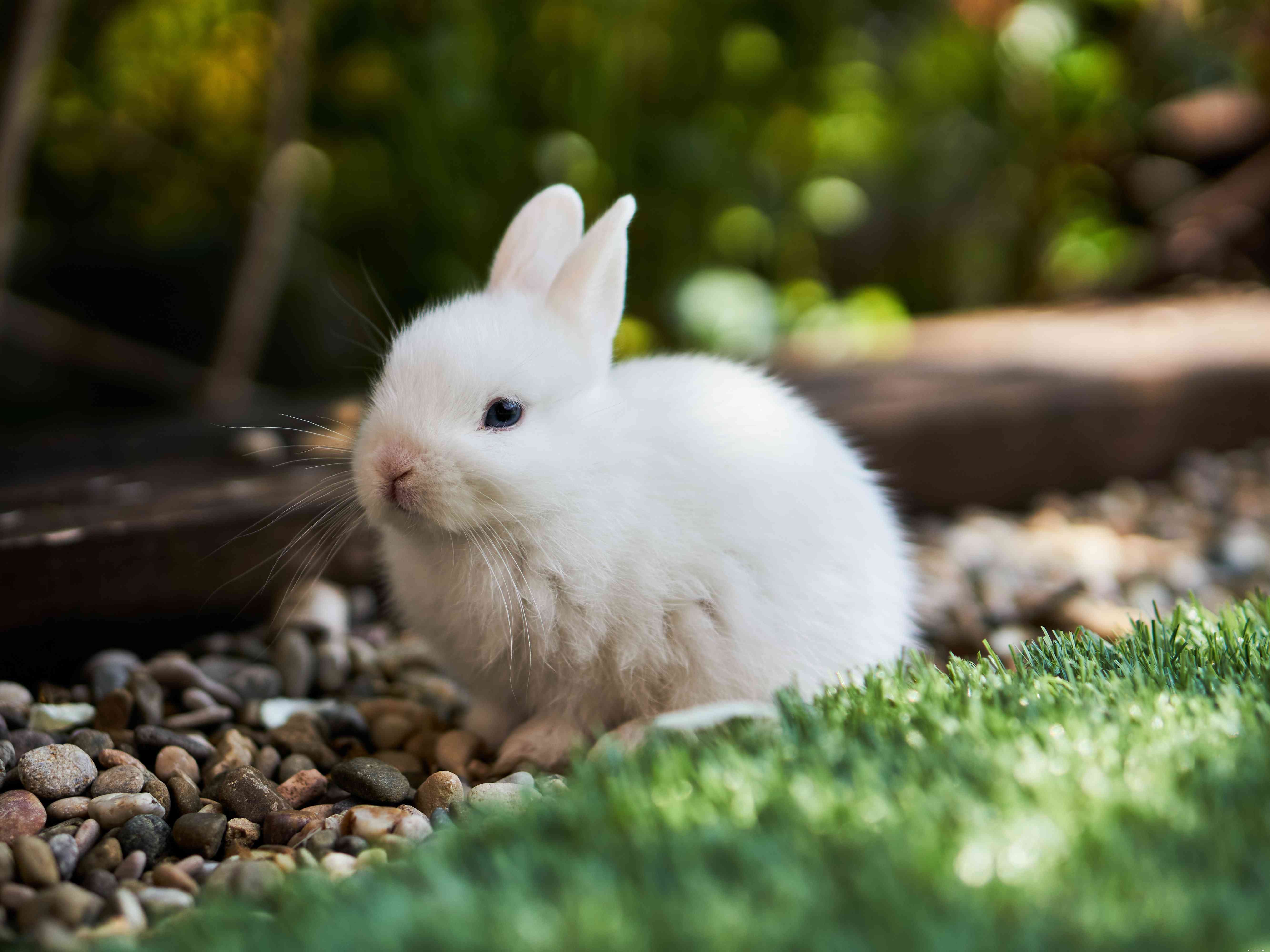En översikt över kaninpälsfärger och -mönster