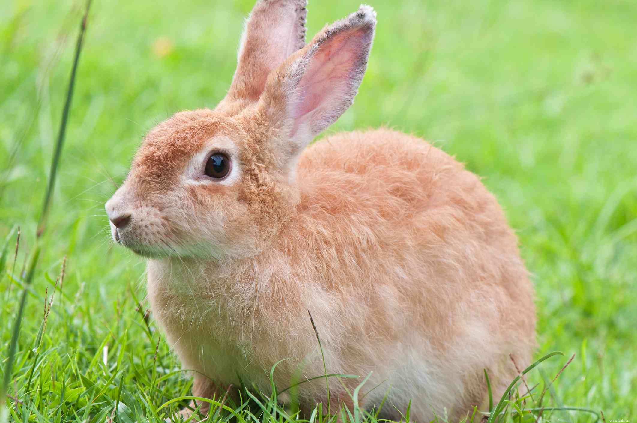 ウサギの毛皮の色とパターンの概要 