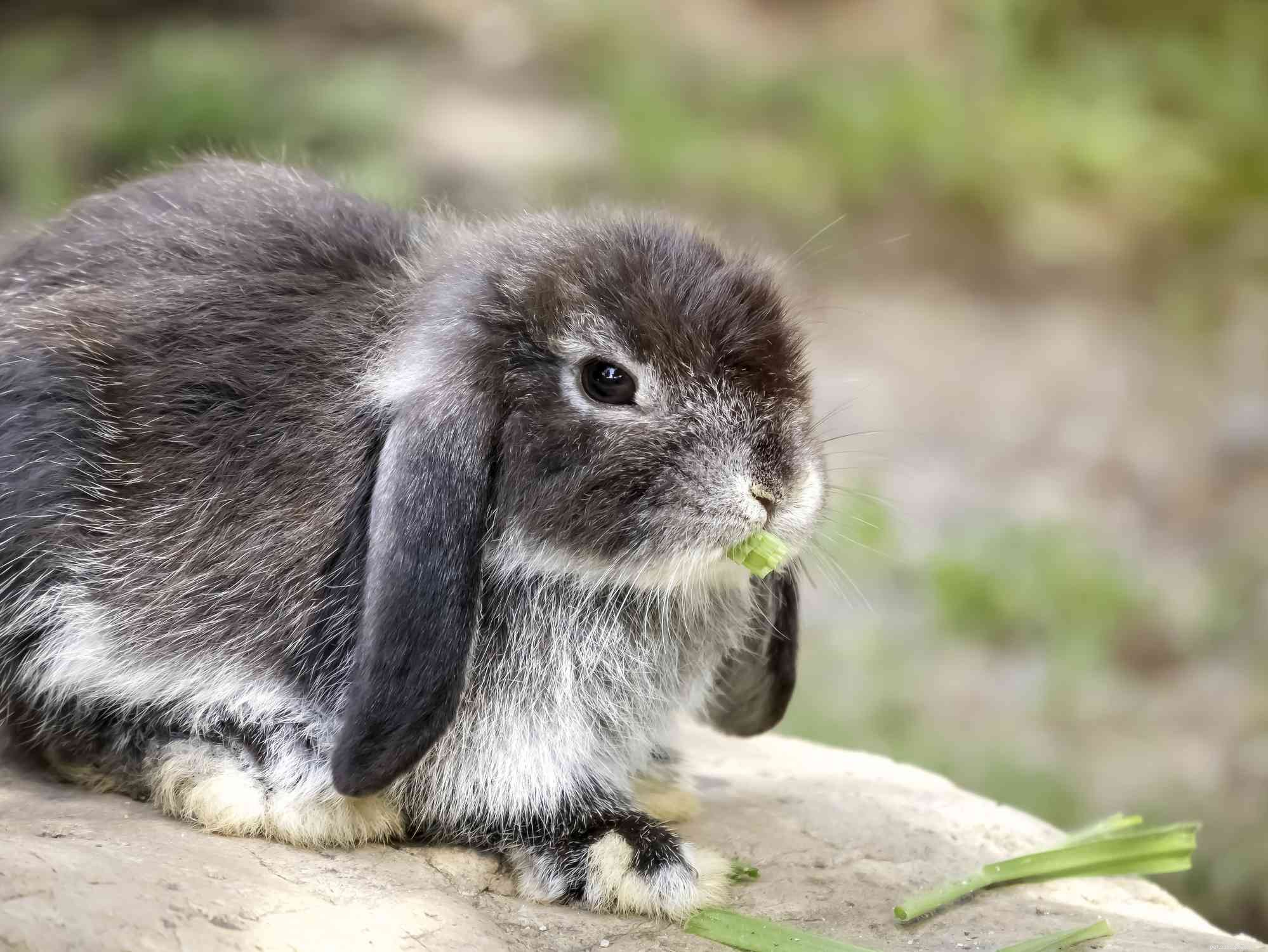 ウサギの毛皮の色とパターンの概要 