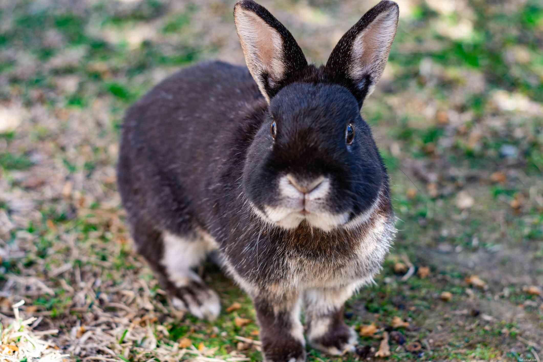En översikt över kaninpälsfärger och -mönster
