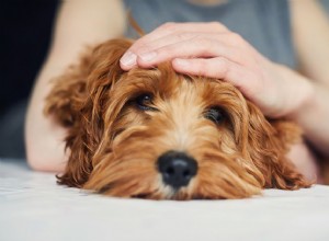 O que fazer se seu cão tiver uma convulsão